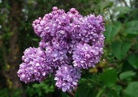 Flower Sprig Without