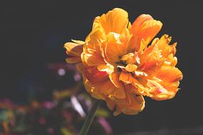 Peony Orange Flower