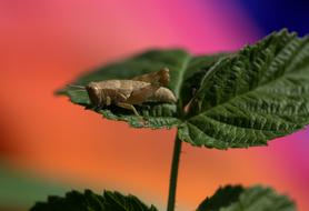 Grasshopper Plant Rest