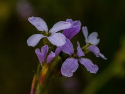 Wildflower Purple Flower