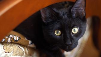 black cat with big eyes