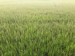 fresh green grass in the field