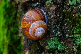 Snail Forest Greens