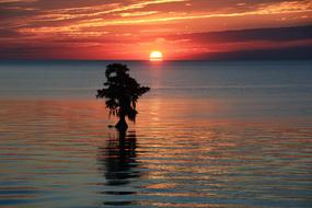 Sunrise Tree Sun
