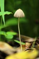 Nature Flora Outdoors