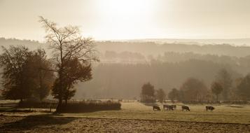 Fog Sunrise Cows