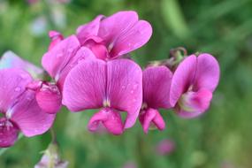 gorgeous pink flowers in the garden
