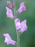Antirrhinum Majus Bunnies