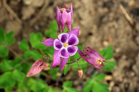 Orlik Spring Flowers