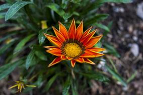 Nature Plant Flower