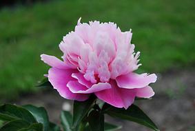 Nature Flower Hydrangea