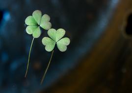 small green clover on the table