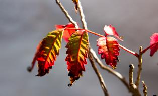 Flower Leaves Potted Plant
