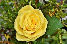 Rose Yellow Garden