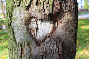 Heart Tree