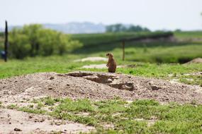 a groundhog walking in a field