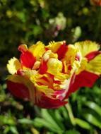 Nature Flower Flora