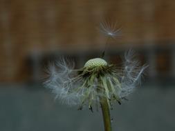 Nature No Person Close-Up