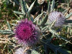 Thistle Wild Flower Nature