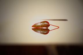 Nature Leaf Desktop