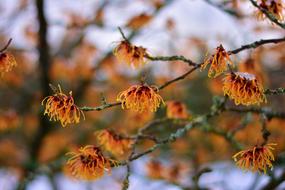 Witch Hazel Plant