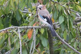 Tree Nature Bird Animal