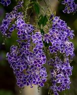 purple flower long