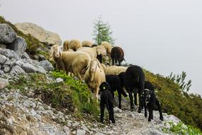 Mountain Sheep Black