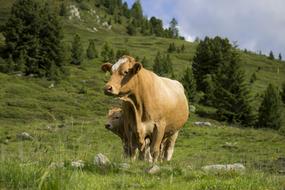 Cow Calves With Young Calf