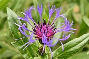 Alpine Cornflower Centaurea