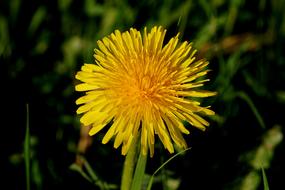 Dandelion Nature Flower