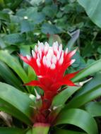 Plants Nature Flowers