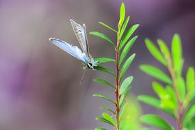 Butterfly Nature Insect