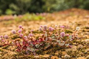Flowers Purple Nature