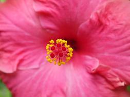 Hibiscus Flower Spring