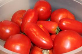 fresh tomatoes in a plate