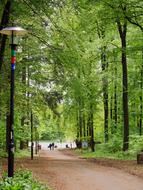 In The Spring Forest Fresh Green