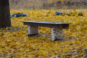 Bench Autumn Foliage