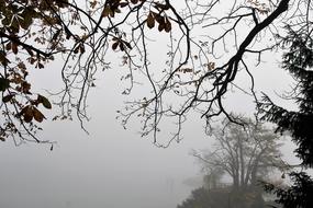 Tree Gałązie Nature