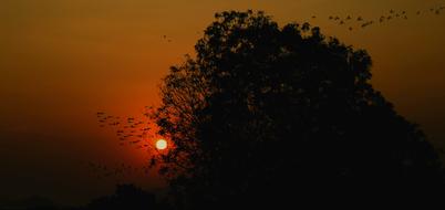 beautiful sunset by the tree