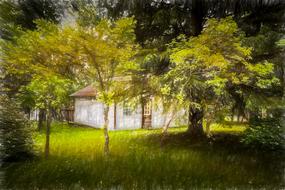 tree nature landscape grass wood