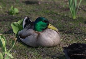 resting duck by the river