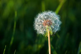 Taraxacum Lawn Plant