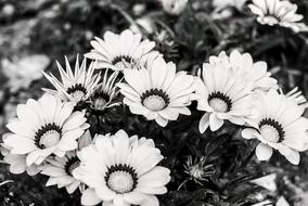 Flower Nature Plant Black And