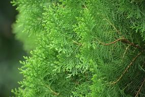 Pine Spruce Fir