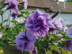 Petunia Flower Plant
