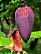 Banana Flower Plant