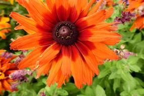 Nature Macro Colorful