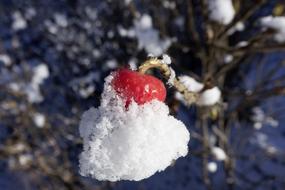 Rose Hip Rosa Canina Fruit