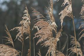 reeds in the field